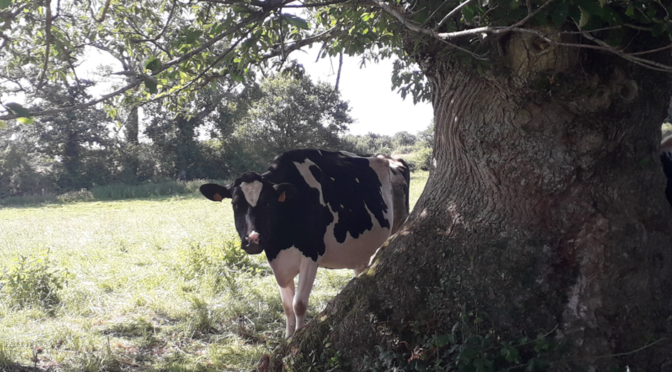 8 octobre à 10h – Promenade/discussions – LE BOCAGE ET SA BIODIVERSITÉ SONT-ILS DES ATOUTS POUR L’AGRICULTURE?